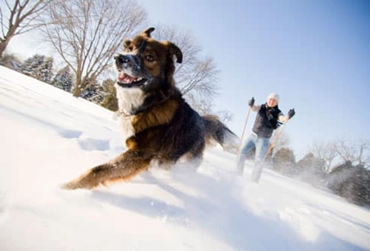Skijoring