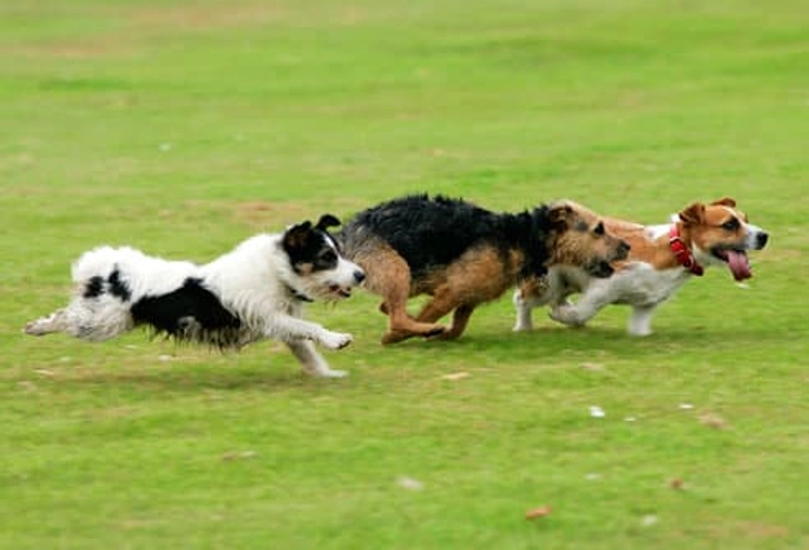 Dog Park