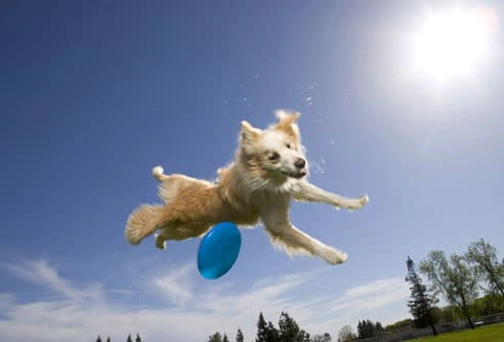 Frisbee