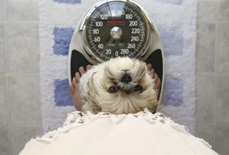 Dogged by Obesity Dogged by Obesity