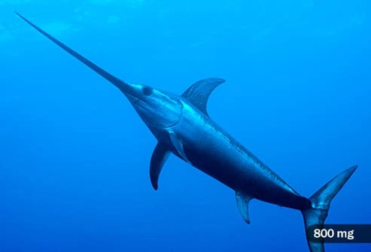 Swordfish Swordfish