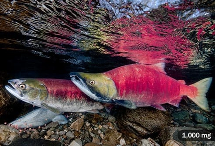Wild Salmon