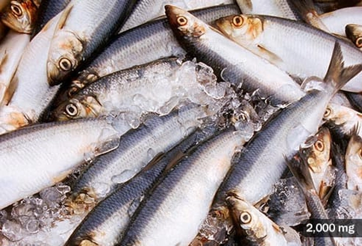 Atlantic Herring