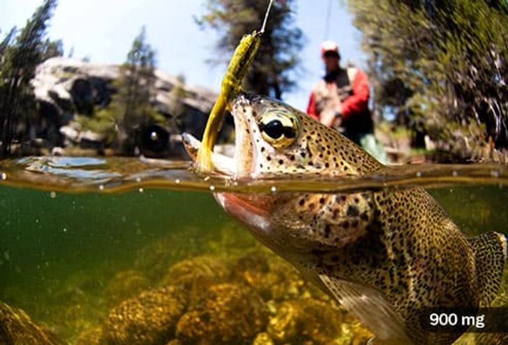 Trout Trout