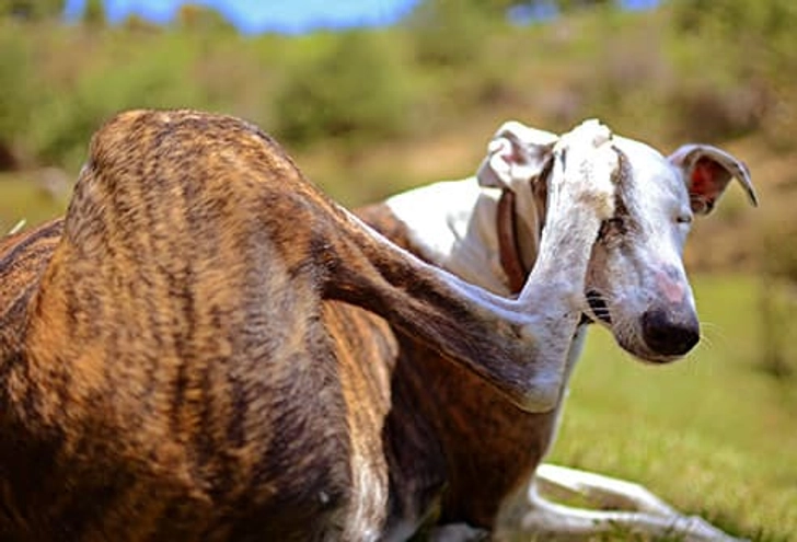 Can Dogs Have Food Allergies?