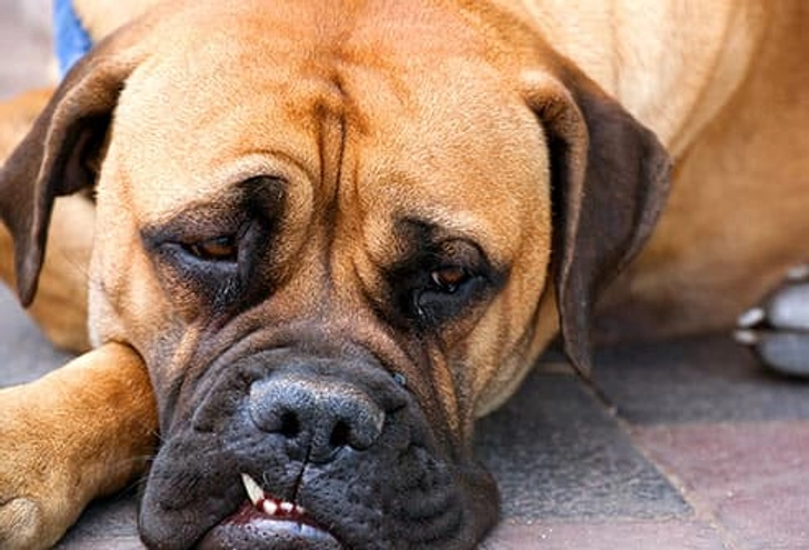 Why Is Fido Barfing?