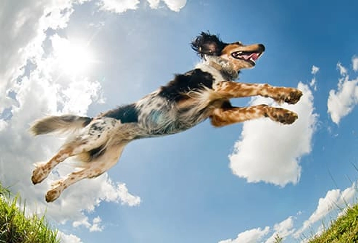 Is My Dog's Food Healthy?