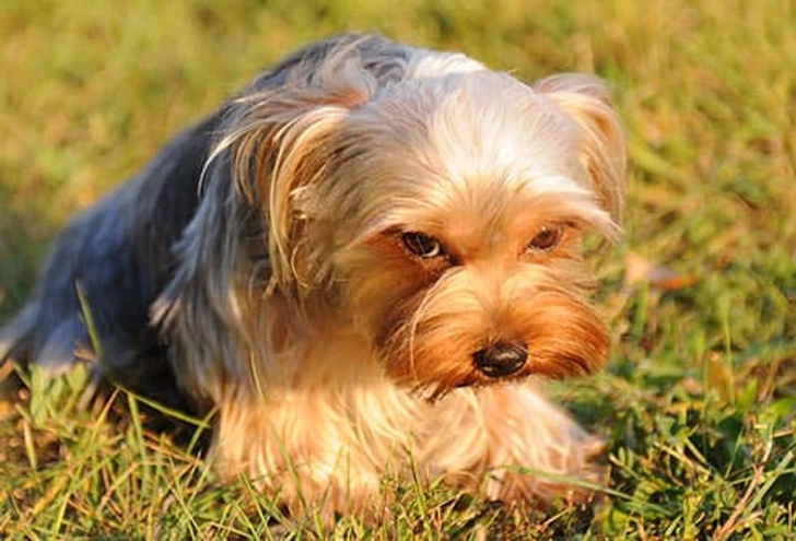 What if My Dog Eats Poop?