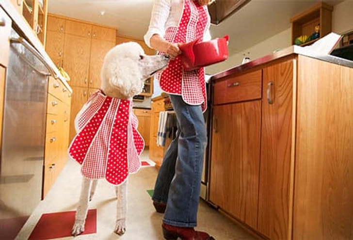 Can I Make My Own Dog Food?