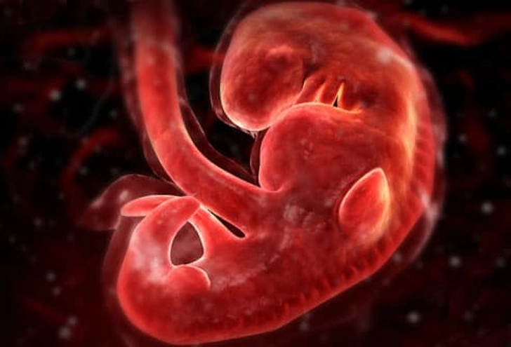 Development at 4 Weeks
