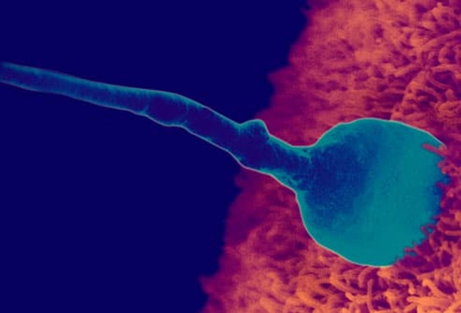 لقاح: اسپرم به تخمک نفوذ می کند لقاح: اسپرم به تخمک نفوذ می کند