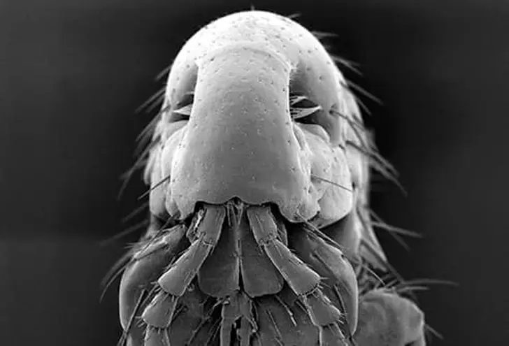 Facts About Fleas Facts About Fleas