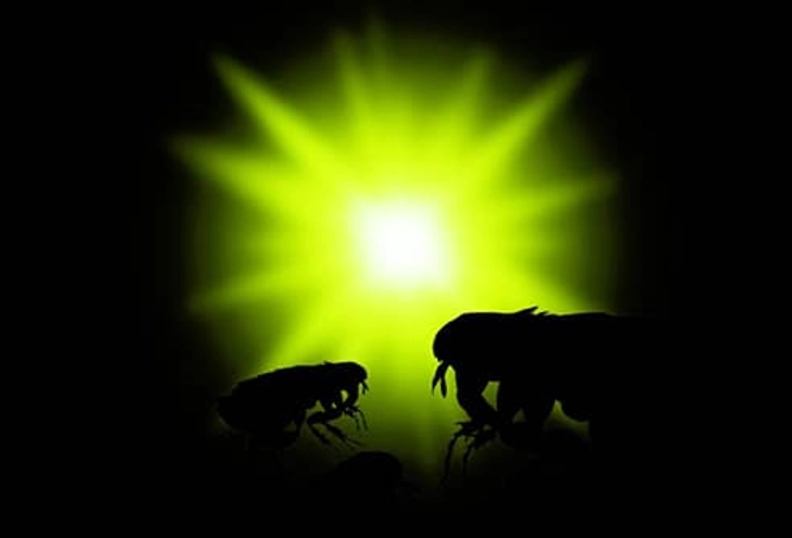 Natural Remedy: Light Traps Natural Remedy: Light Traps