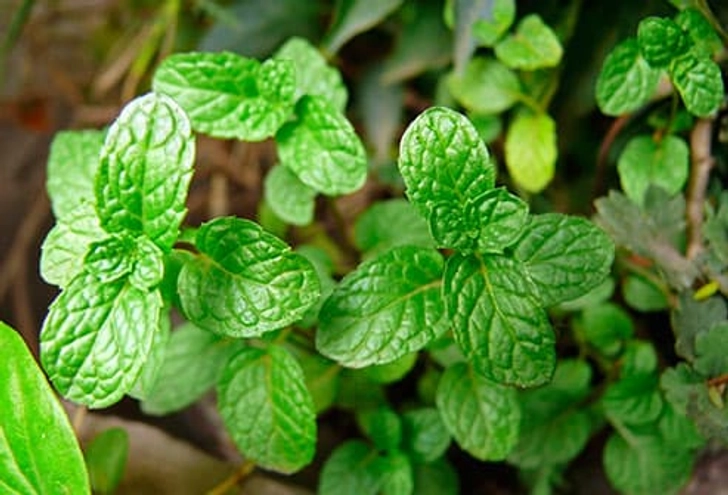 Unproven: Herbal Sprays Unproven: Herbal Sprays