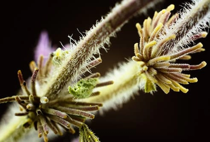 Unsafe: Pennyroyal Oil Unsafe: Pennyroyal Oil
