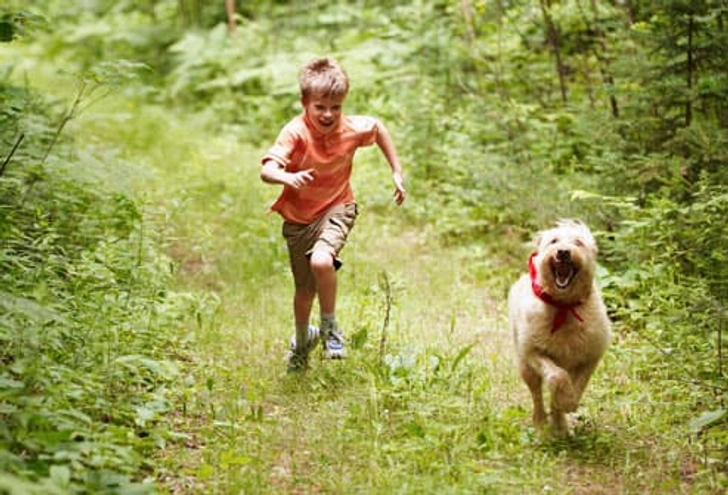 How Pets Get Ticks