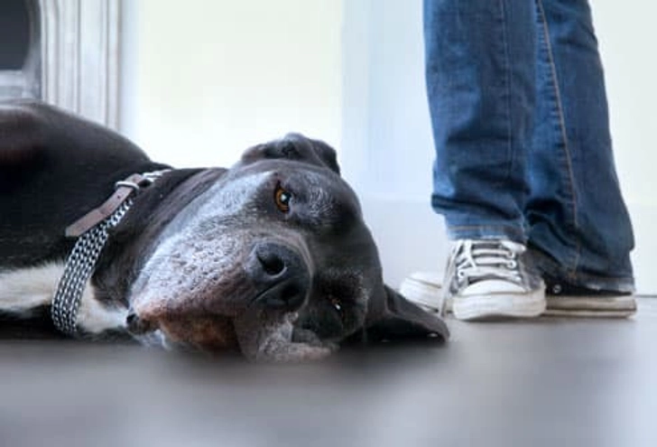 Other Tick Concerns in Dogs