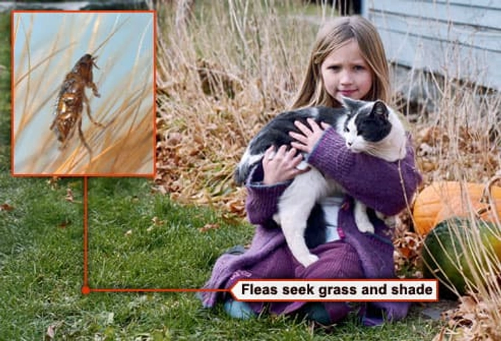 How Do Pets Get Fleas?