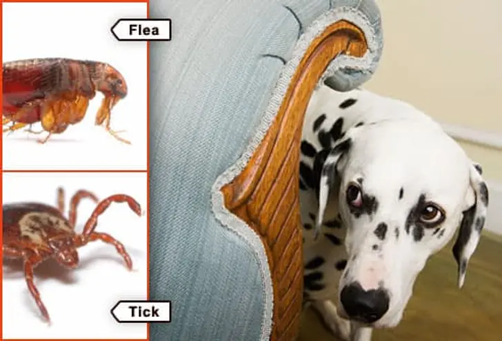 are dog ticks bad