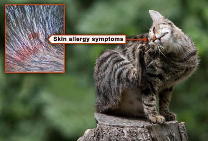 Allergic to Fleas