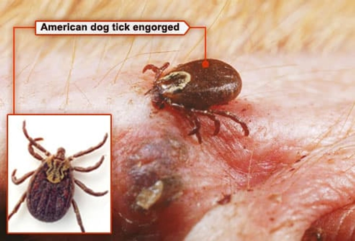 American Dog Tick
