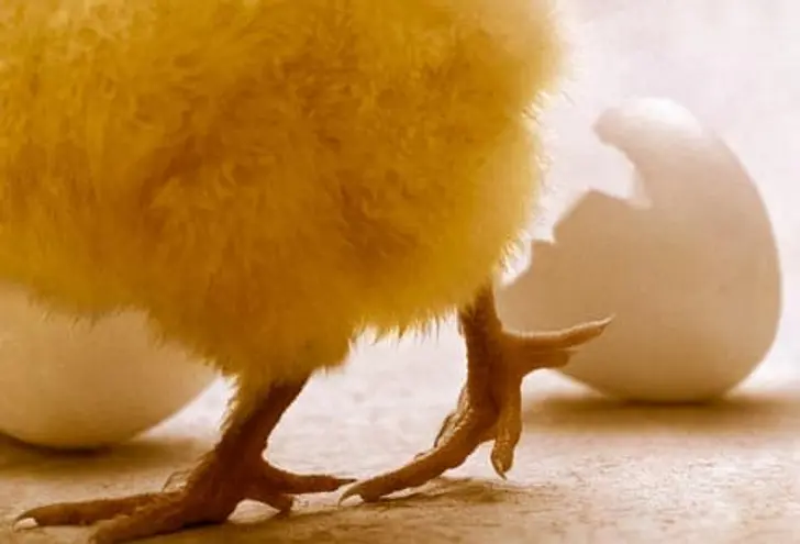 Salmonella: Poultry and Eggs Salmonella: Poultry and Eggs