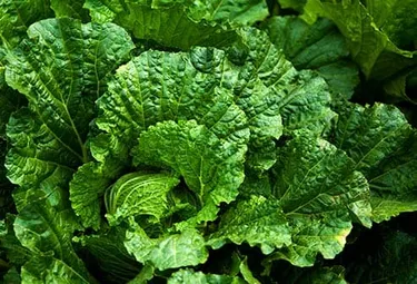  Leafy greens are high in oxalates.
