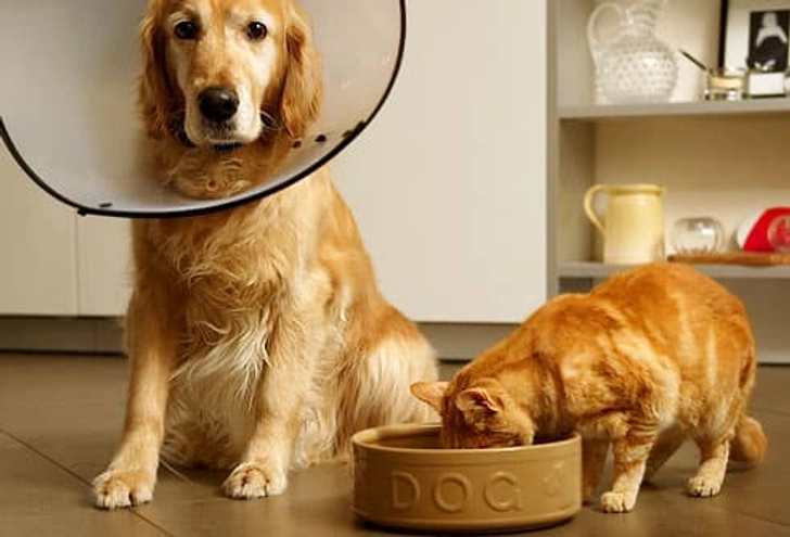 Dog Food