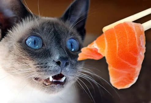 can i feed my cat cooked fish