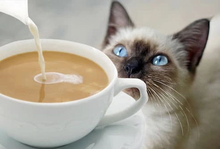 Caffeine Caffeine