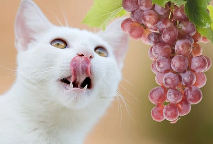 Grapes and Raisins Grapes and Raisins