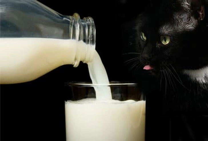 Milk and Other Dairy Products Milk and Other Dairy Products