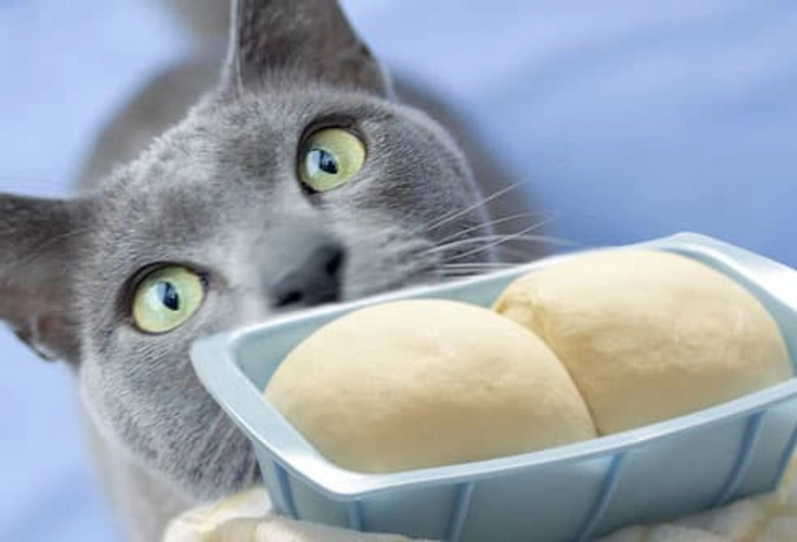 Yeast Dough
