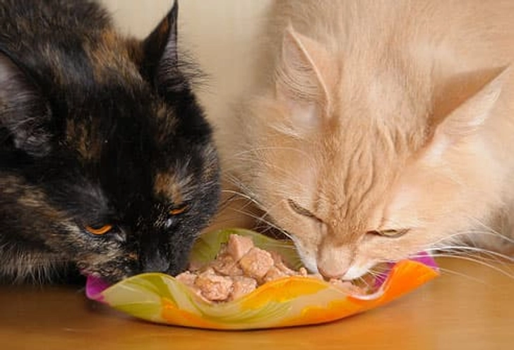 What Cats Can Eat What Cats Can Eat