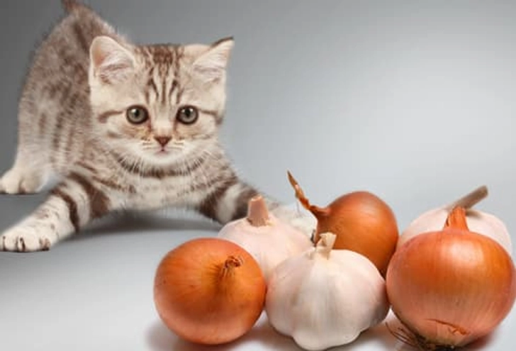 Onions, Garlic, Chives Onions, Garlic, Chives