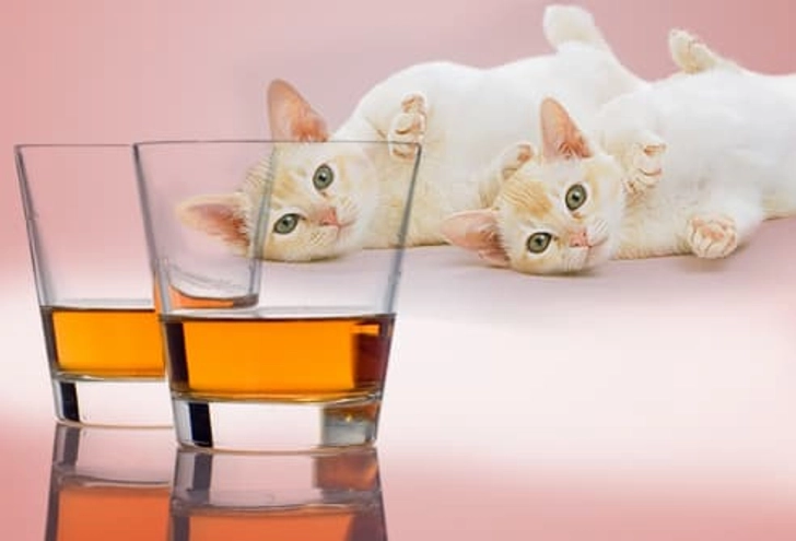 Alcohol Alcohol