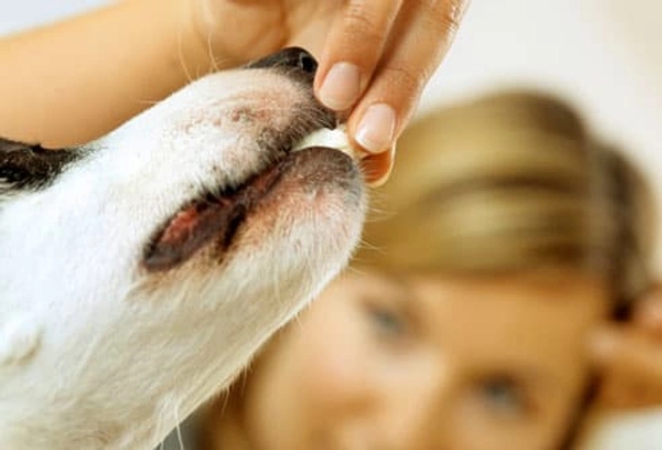 What Dogs Can Eat What Dogs Can Eat