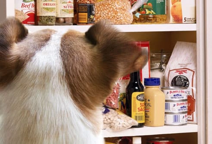 Kitchen Pantry: No Dogs Allowed Kitchen Pantry: No Dogs Allowed