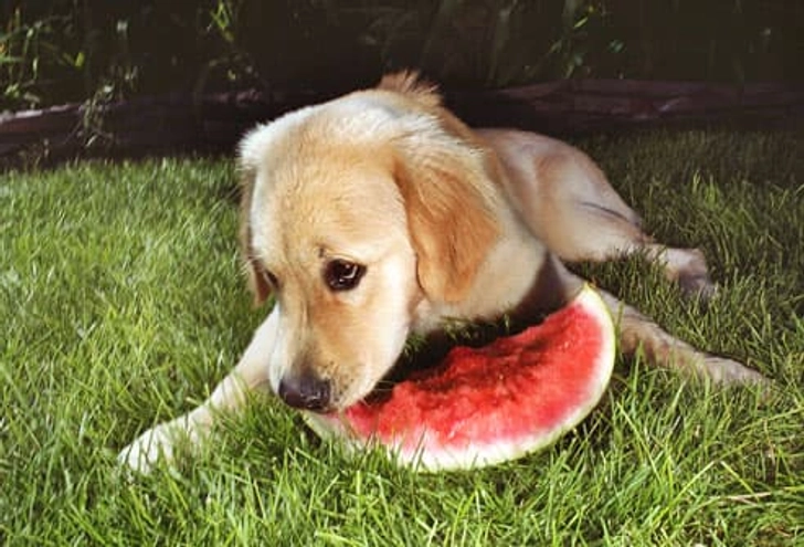 Safe: Some Fresh Fruits Safe: Some Fresh Fruits