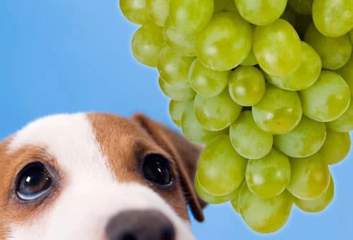 Grapes and Raisins Grapes and Raisins