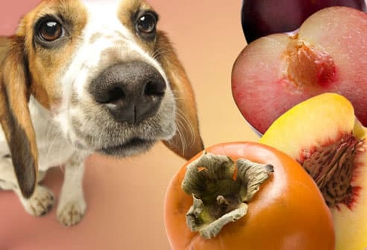 Persimmons, Peaches, and Plums Persimmons, Peaches, and Plums