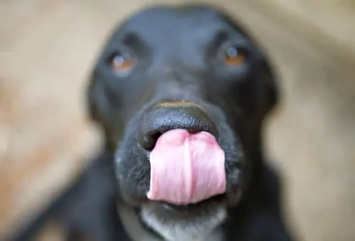 Dangerous Foods for Dogs Dangerous Foods for Dogs