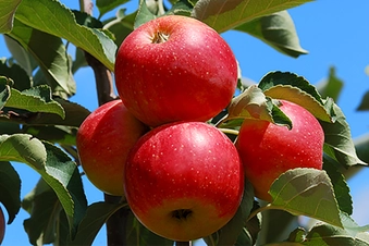 Apples Apples