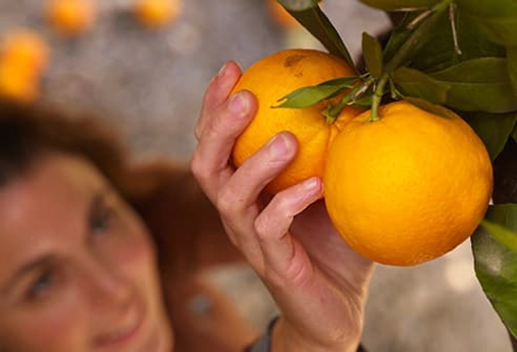 Oranges Oranges