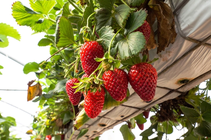Strawberries