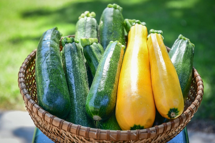Zucchini Zucchini