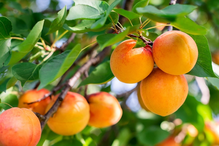 Apricot