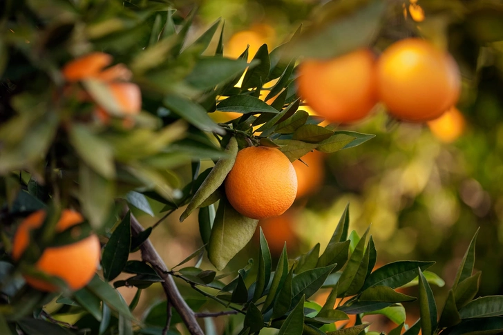 Oranges