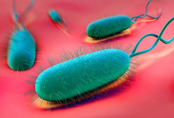 Helicobacter pylori (H. pylori)