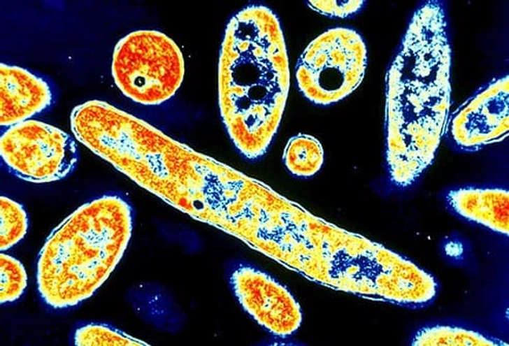 Viruses That Boost Immunity Viruses That Boost Immunity